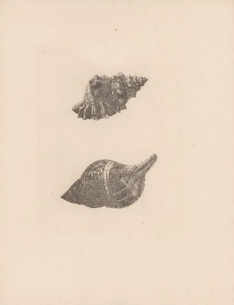 An illustration from About etching : Part I. Notes by Mr. Seymour Haden on a collection of etchings and engravings by the great masters, lent by him to the Fine Art Society to illustrate the subject of etching. Part II. An annotated catalogue of the examples exhibited of etchers and painter-engravers' work, 1879, leaf 67