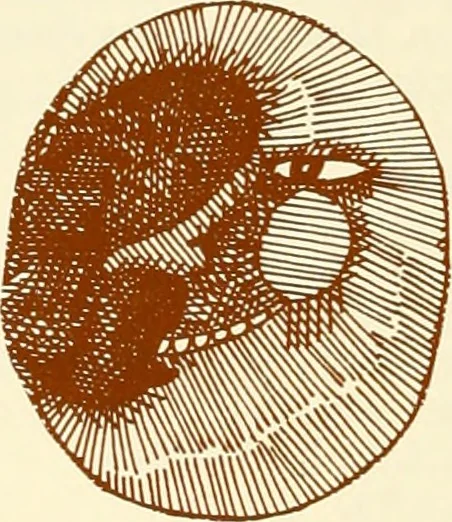 An illustration from Above ground archeology, 1900, leaf 19