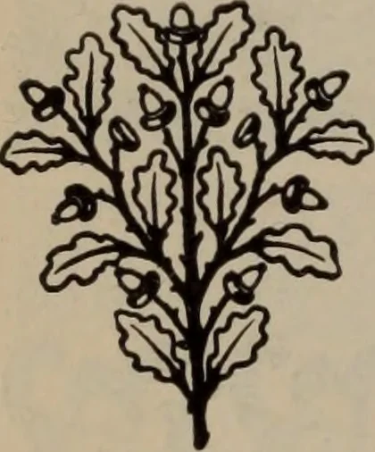 An illustration from Abridged specimen book, type : nickel-alloy on universal line comprising a price list of types, borders, leads and slugs, brass rule, brass galleys ; miscellaneous cuts and general supplies for printers, 1906, leaf 427