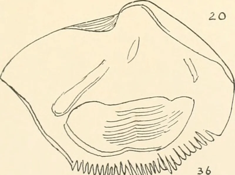 An illustration from Abydos, 1902, leaf 176