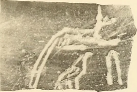 An illustration from Abydos, 1902, leaf 82