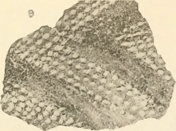 An illustration from Abydos, 1902, leaf 82