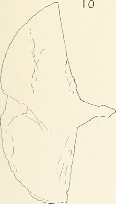 An illustration from Abydos, 1902, leaf 112