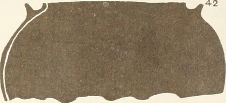 An illustration from Abydos, 1902, leaf 152