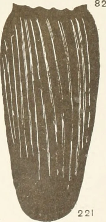 An illustration from Abydos, 1902, leaf 154