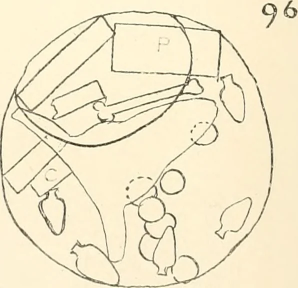 An illustration from Abydos, 1902, leaf 205
