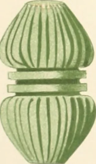 An illustration from Abydos, 1902, leaf 7