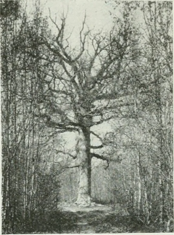 An illustration from Académiciens d'autrefois, 1914, leaf 36