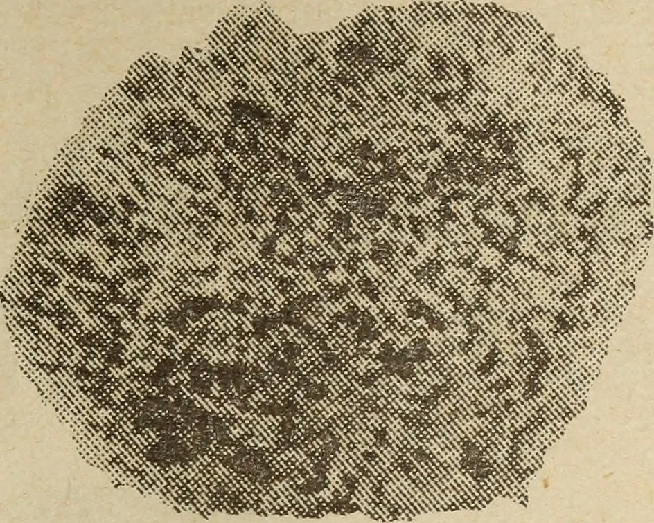 An illustration from Accessoires pour automobiles, catalogue no. 1, 1914, 1914, leaf 72