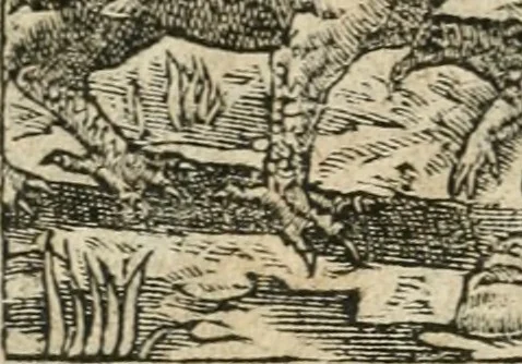 An illustration from Diverse imprese accommodate a diuerse moralità : con versi che i loro significati dichiarano insieme con molte altre nella lingua italiana non piu tradotte, 1564, leaf 11