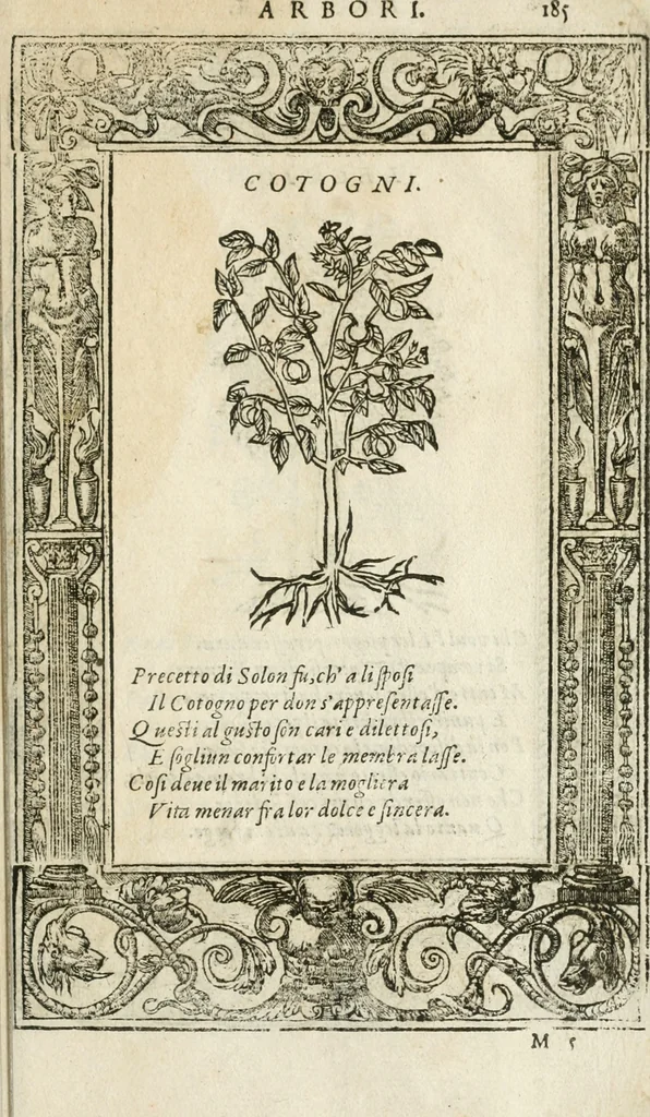 An illustration from Diverse imprese accommodate a diuerse moralità : con versi che i loro significati dichiarano insieme con molte altre nella lingua italiana non piu tradotte, 1564, leaf 186