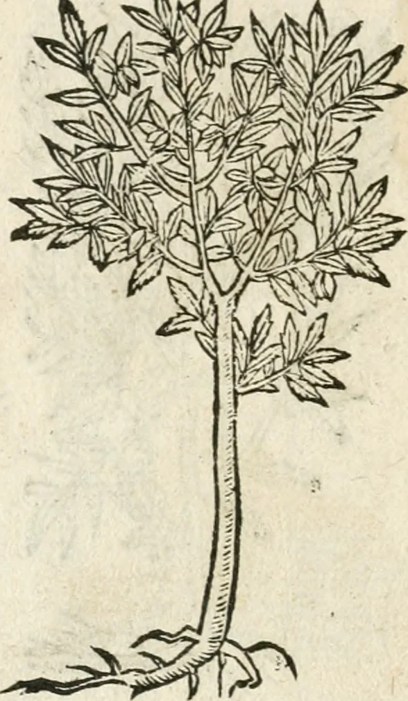 An illustration from Diverse imprese accommodate a diuerse moralità : con versi che i loro significati dichiarano insieme con molte altre nella lingua italiana non piu tradotte, 1564, leaf 191
