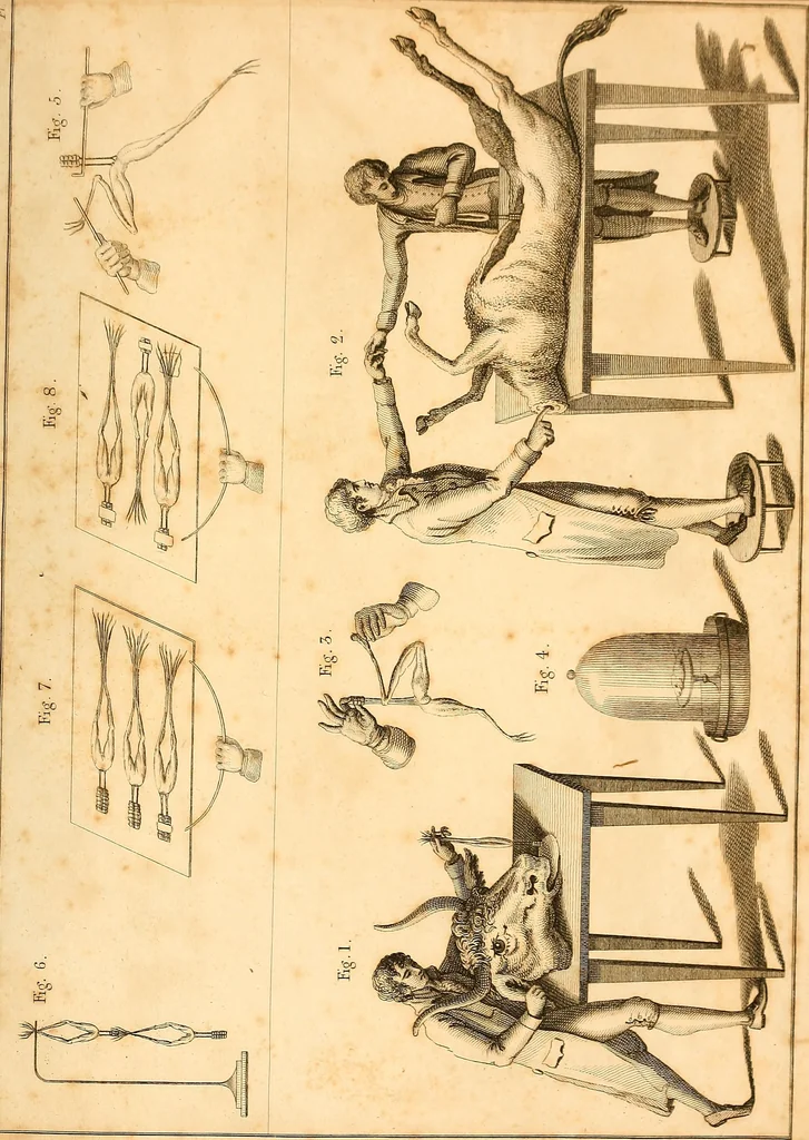 An illustration from An account of the late improvements in galvanism : with a series of curious and interesting experiments performed before the commissioners of the French National Institute, and repeated lately in the anatomical theatres of London, 1803, leaf 242