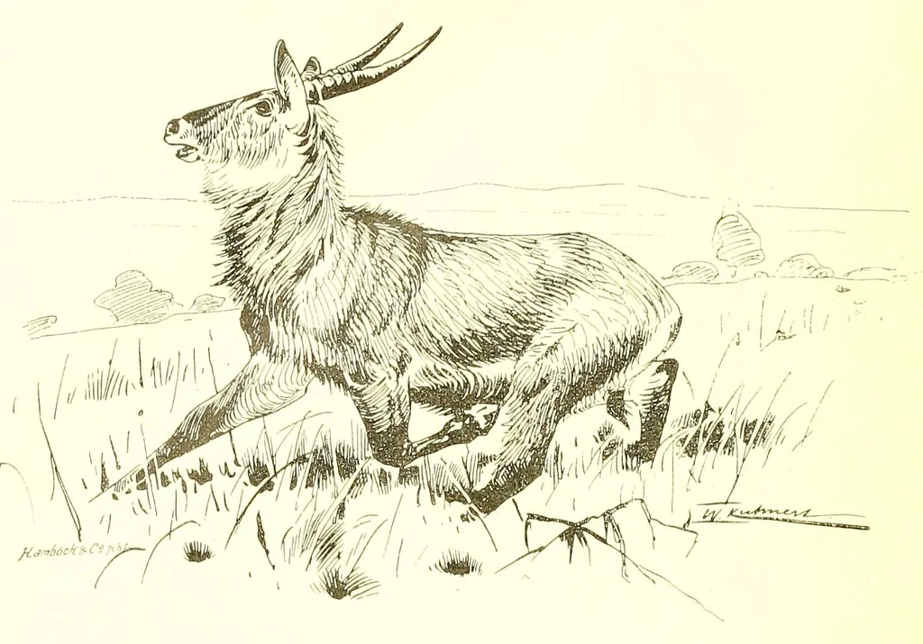 An illustration from Adamaua. Bericht über die Expedition des Deutschen Kamerun-Komitees in den Jahren 1893/94, 1895, leaf 260