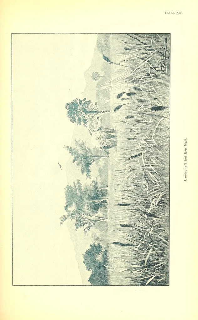 An illustration from Adamaua. Bericht über die Expedition des Deutschen Kamerun-Komitees in den Jahren 1893/94, 1895, leaf 395