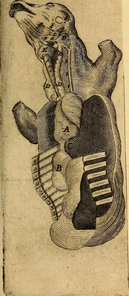 An illustration from Adenographia : sive glandularum totius corporis descriptio, 1659, leaf 128