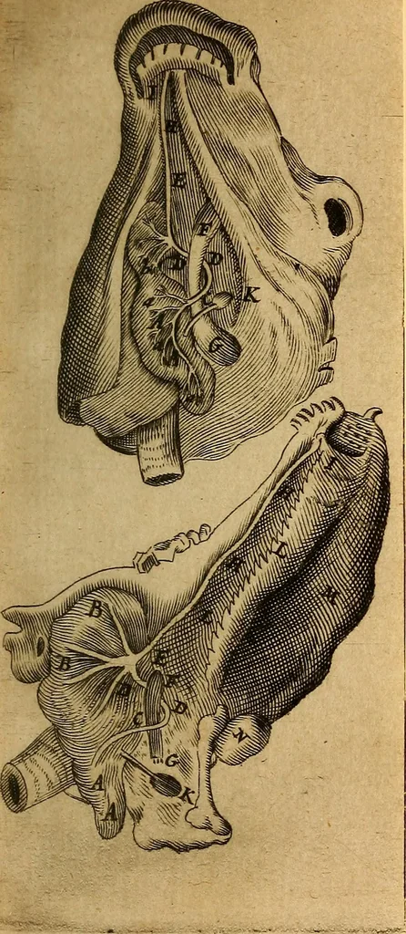 An illustration from Adenographia : sive glandularum totius corporis descriptio, 1659, leaf 156