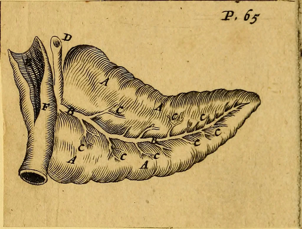 An illustration from Adenographia : sive glandularum totius corporis descriptio, 1659, leaf 95