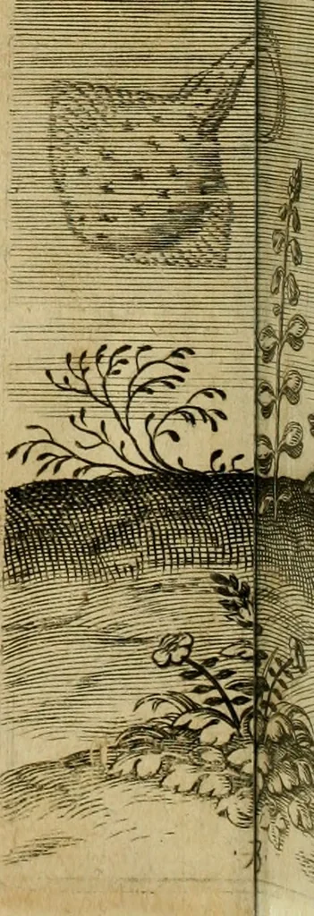 An illustration from Admiranda narratio fida tamen, de commodis et incolarvm ritibvs Virginiæ : nvper admodvm ab Anglis, qvi à Dn. Richardo Greinvile equestris ordinis viro eò in coloniam anno M.D. LXXXV. dedvcti svnt inventæ, svmtus faciente Dn. VValtero Raleigh equestris ordinis viro fodinarv stanni præfecto ex avctoritate serenissimæ reginæ Angliæ, 1590, leaf 73