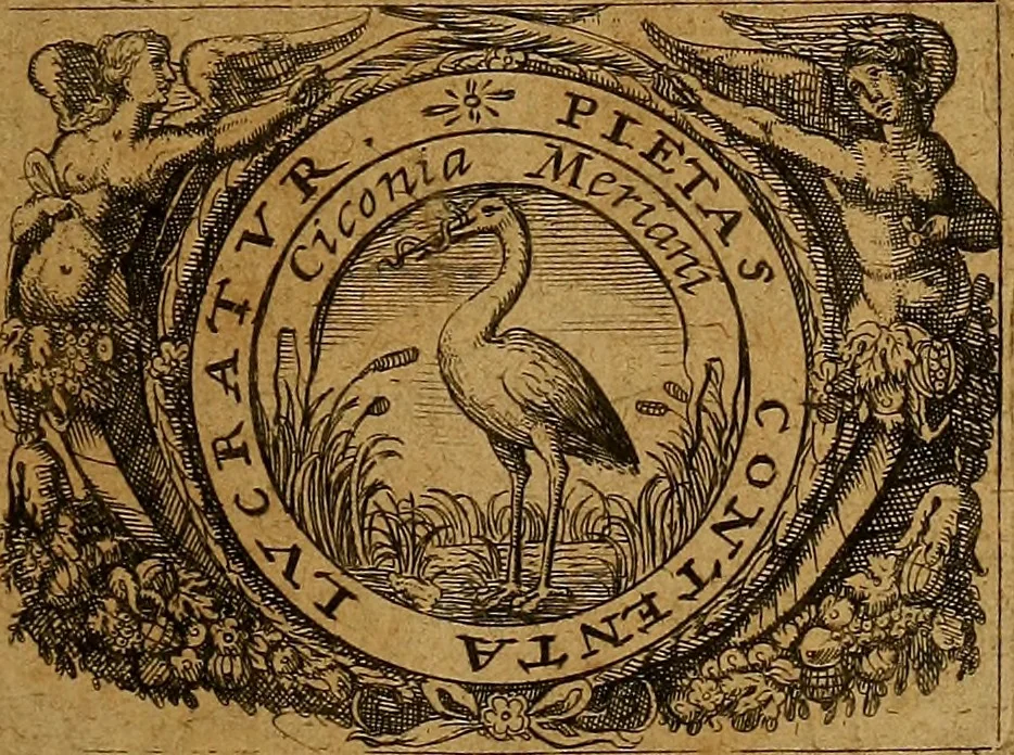 An illustration from Adriani Spigelii Brvxellensis Eqvitis D. Marci ... De formato foetv : liber singularis Æneis figvris exornatvs, epistolæ dvæ anatomicæ, tractatvs de arthritide : opera posthvma studio Liberalis Cremae tarvisini philosoph. & medicinæ doctoris edita, 1631, leaf 16