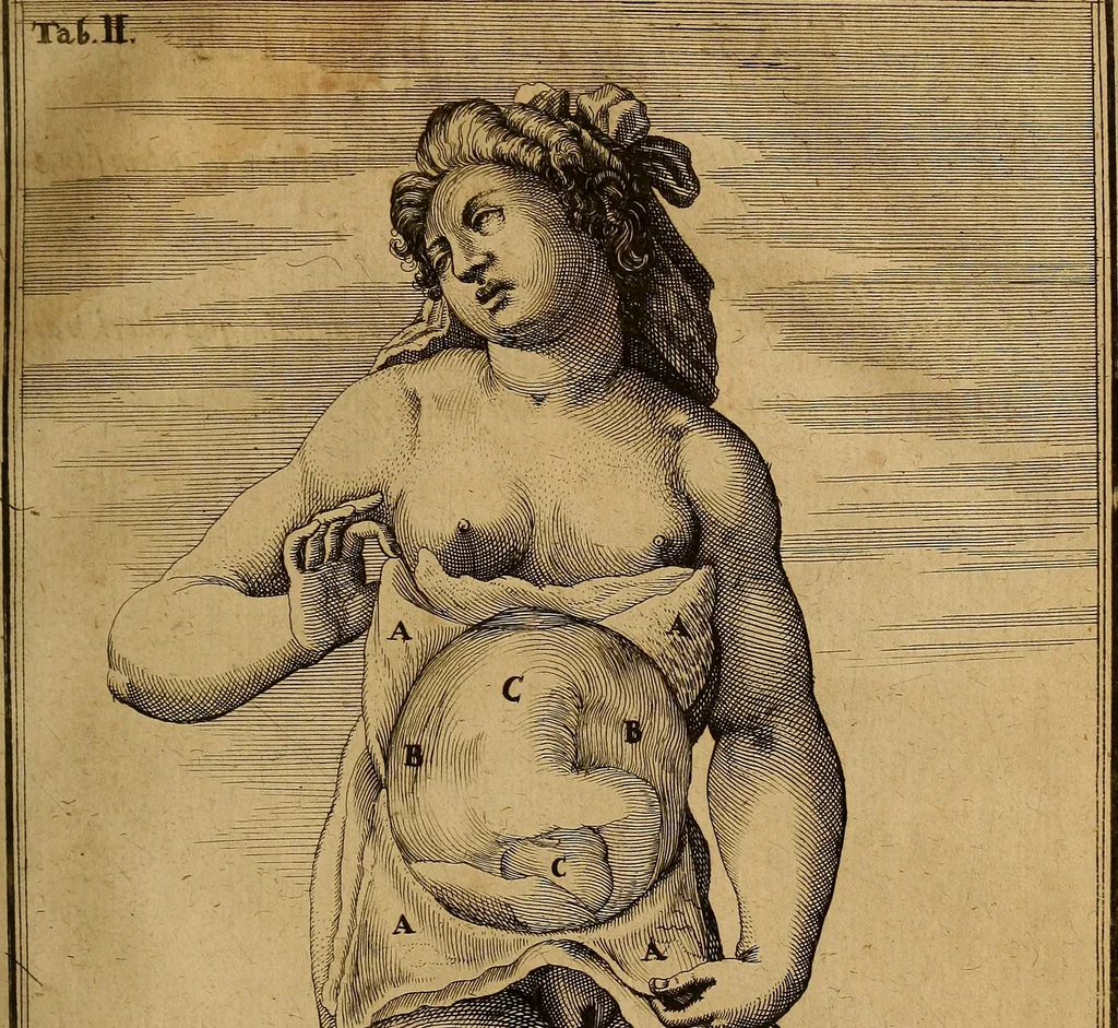 An illustration from Adriani Spigelii Brvxellensis Eqvitis D. Marci ... De formato foetv : liber singularis Æneis figvris exornatvs, epistolæ dvæ anatomicæ, tractatvs de arthritide : opera posthvma studio Liberalis Cremae tarvisini philosoph. & medicinæ doctoris edita, 1631, leaf 58