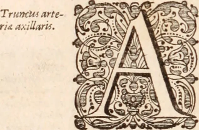 An illustration from Adriani Spigelii Bruxellensis, 1645, leaf 203
