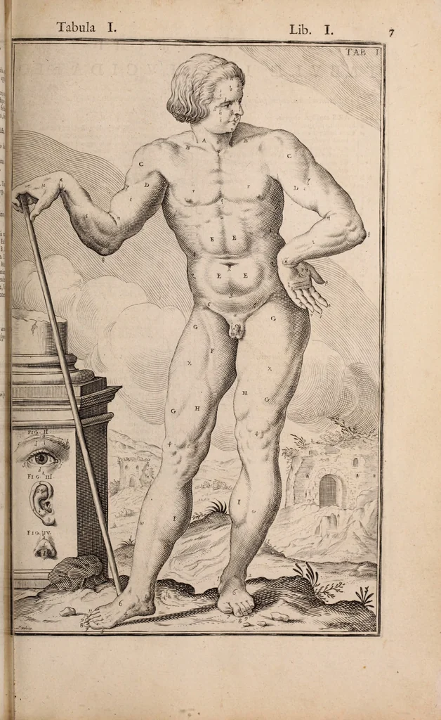 An illustration from Adriani Spigelii Bruxellensis, 1645, leaf 352