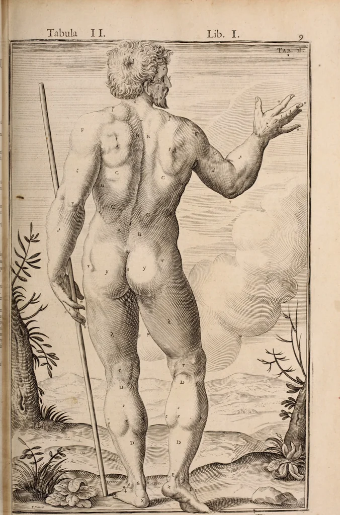 An illustration from Adriani Spigelii Bruxellensis, 1645, leaf 354