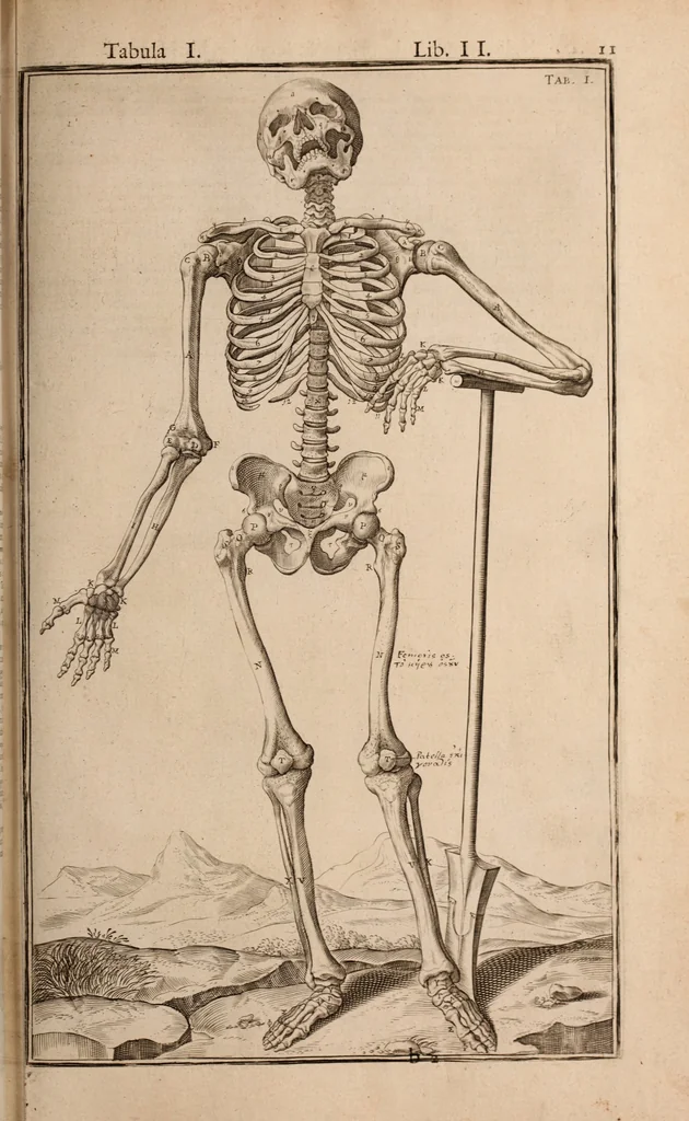 An illustration from Adriani Spigelii Bruxellensis, 1645, leaf 356