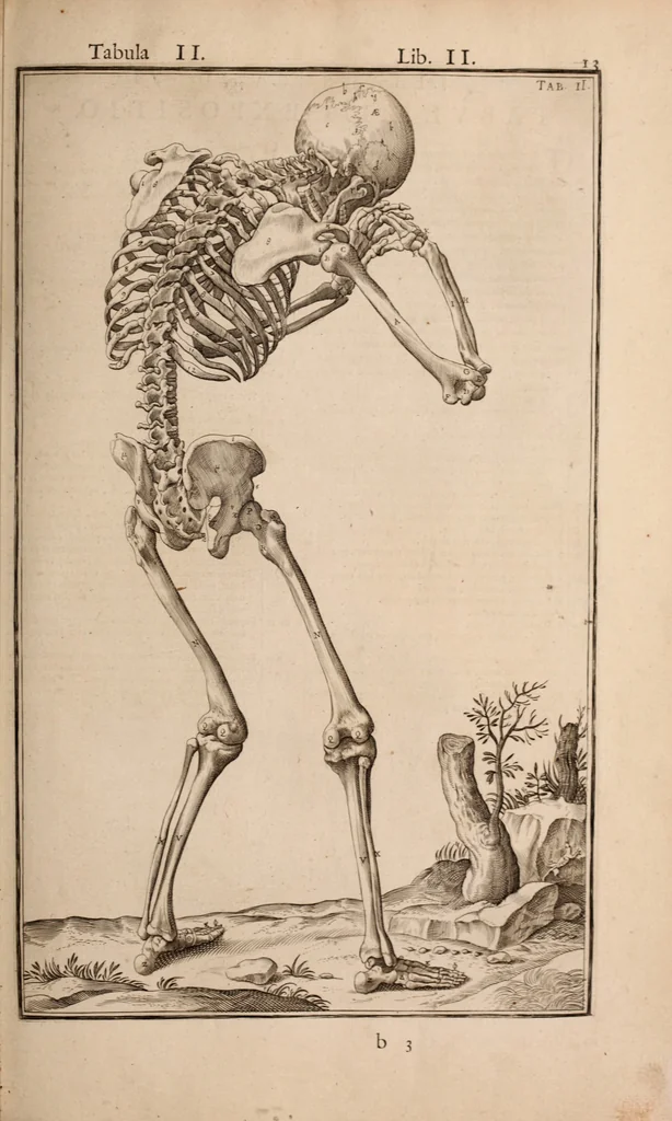 An illustration from Adriani Spigelii Bruxellensis, 1645, leaf 358