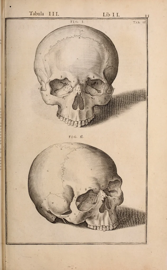 An illustration from Adriani Spigelii Bruxellensis, 1645, leaf 360