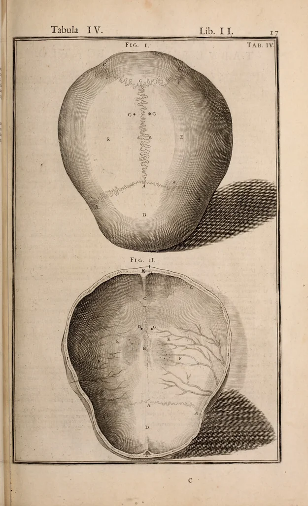 An illustration from Adriani Spigelii Bruxellensis, 1645, leaf 362