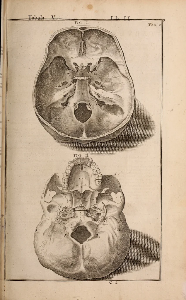 An illustration from Adriani Spigelii Bruxellensis, 1645, leaf 364