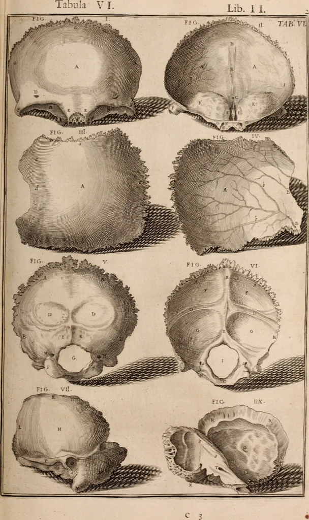 An illustration from Adriani Spigelii Bruxellensis, 1645, leaf 366