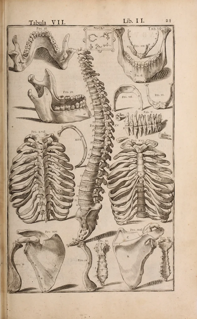 An illustration from Adriani Spigelii Bruxellensis, 1645, leaf 368