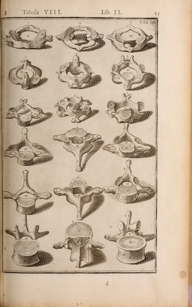 An illustration from Adriani Spigelii Bruxellensis, 1645, leaf 370