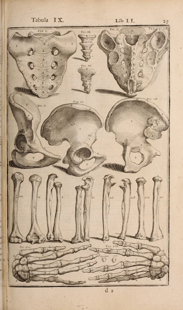 An illustration from Adriani Spigelii Bruxellensis, 1645, leaf 372