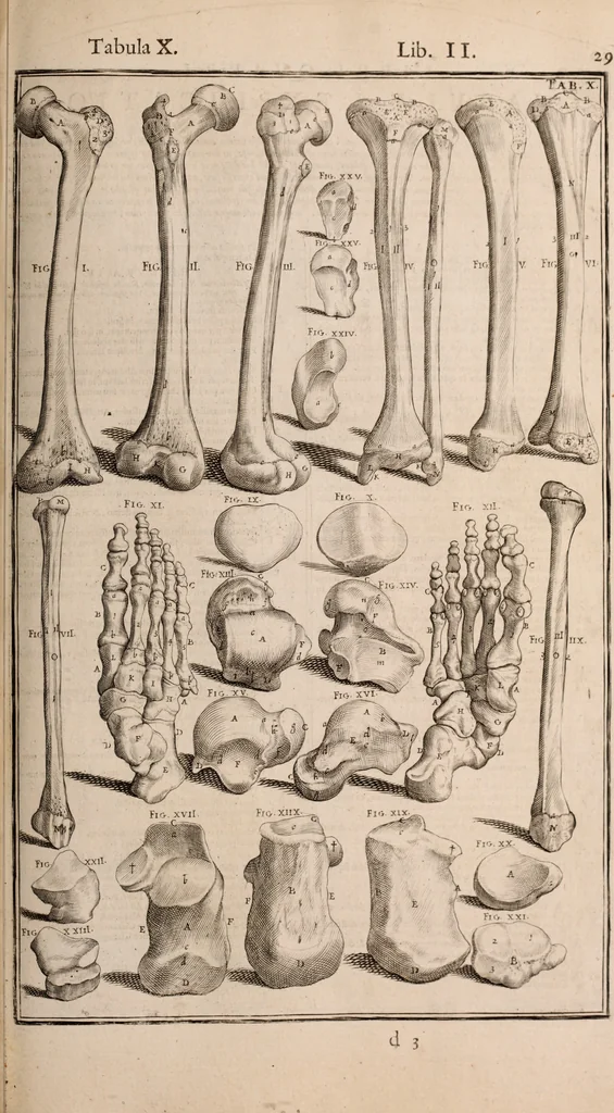 An illustration from Adriani Spigelii Bruxellensis, 1645, leaf 374