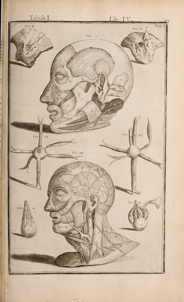 An illustration from Adriani Spigelii Bruxellensis, 1645, leaf 376