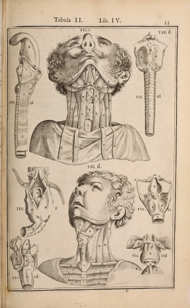 An illustration from Adriani Spigelii Bruxellensis, 1645, leaf 378