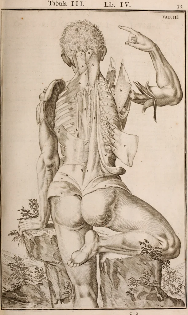 An illustration from Adriani Spigelii Bruxellensis, 1645, leaf 380