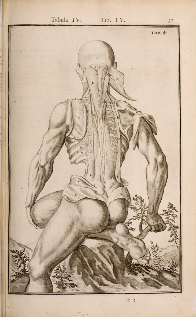 An illustration from Adriani Spigelii Bruxellensis, 1645, leaf 382