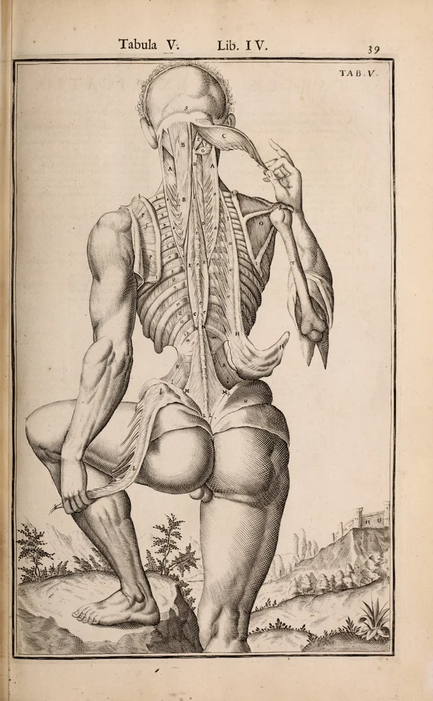 An illustration from Adriani Spigelii Bruxellensis, 1645, leaf 384