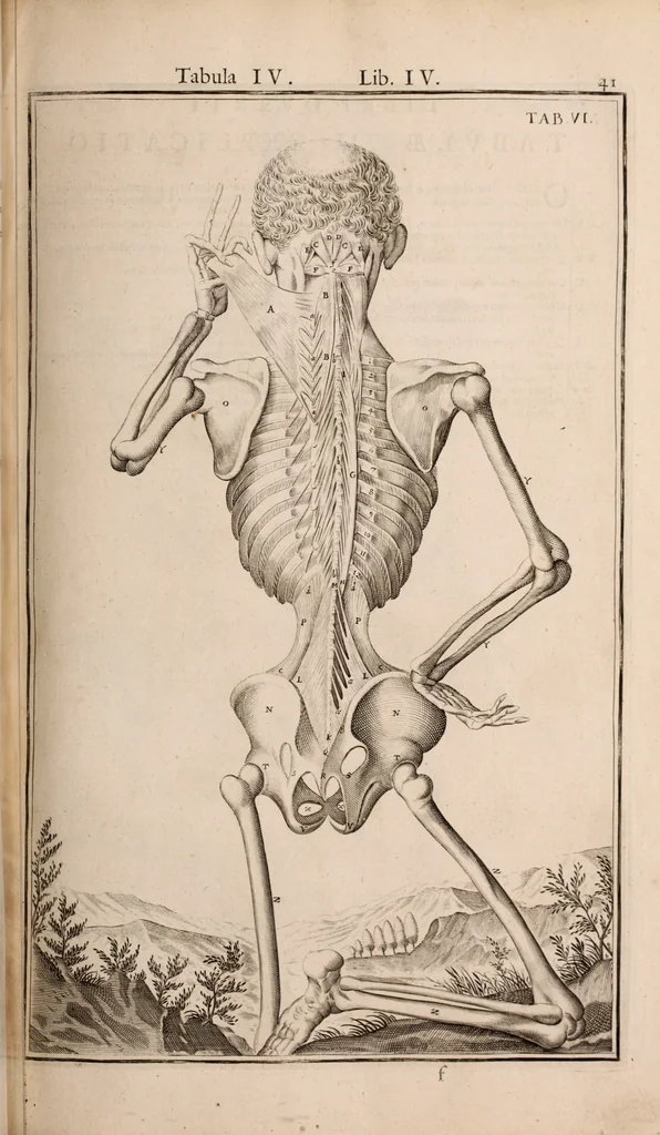 An illustration from Adriani Spigelii Bruxellensis, 1645, leaf 386