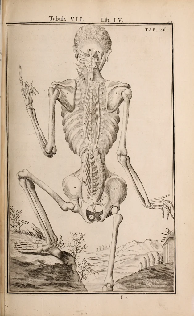 An illustration from Adriani Spigelii Bruxellensis, 1645, leaf 388