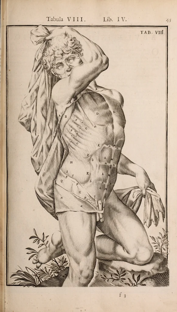 An illustration from Adriani Spigelii Bruxellensis, 1645, leaf 390