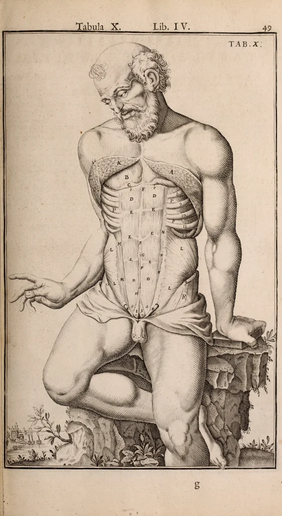 An illustration from Adriani Spigelii Bruxellensis, 1645, leaf 394