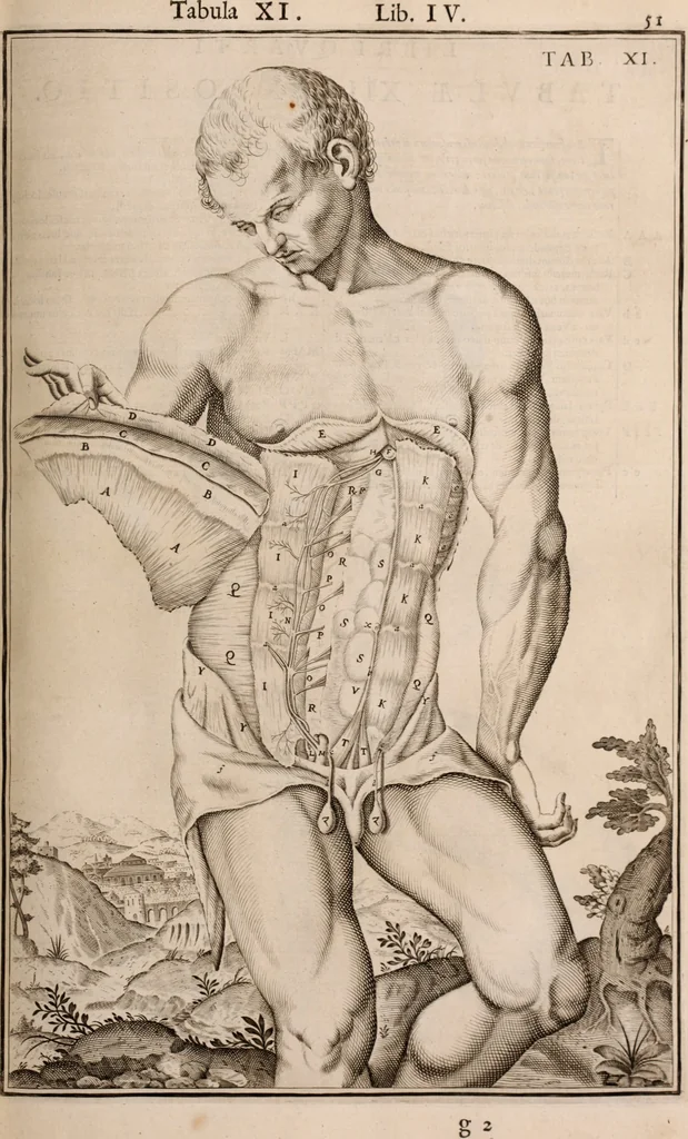 An illustration from Adriani Spigelii Bruxellensis, 1645, leaf 396