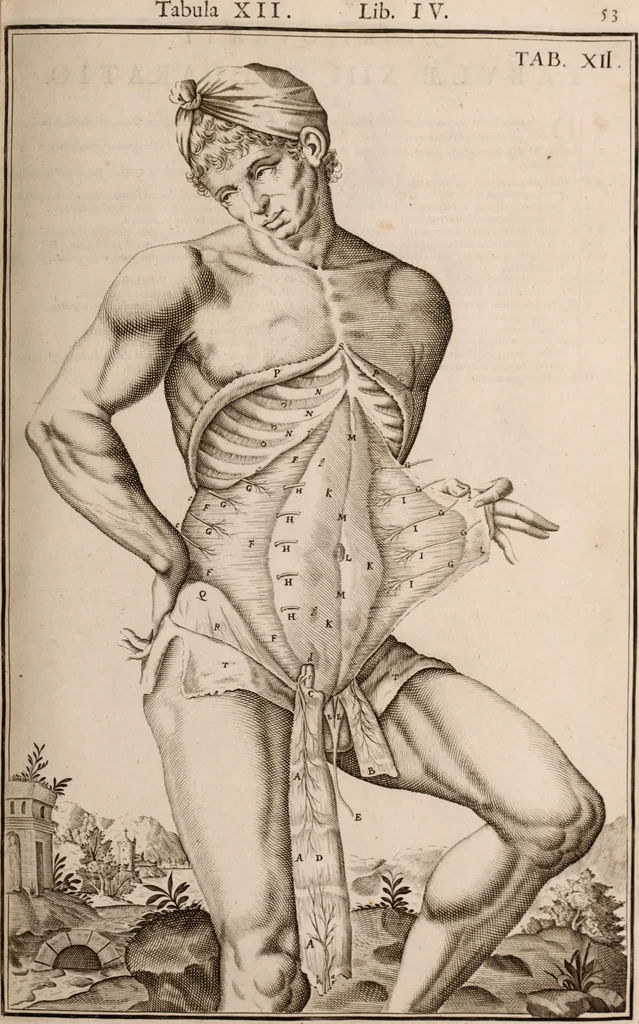 An illustration from Adriani Spigelii Bruxellensis, 1645, leaf 398