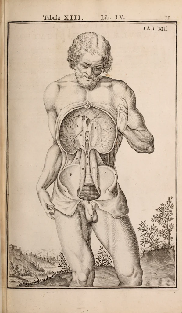 An illustration from Adriani Spigelii Bruxellensis, 1645, leaf 400